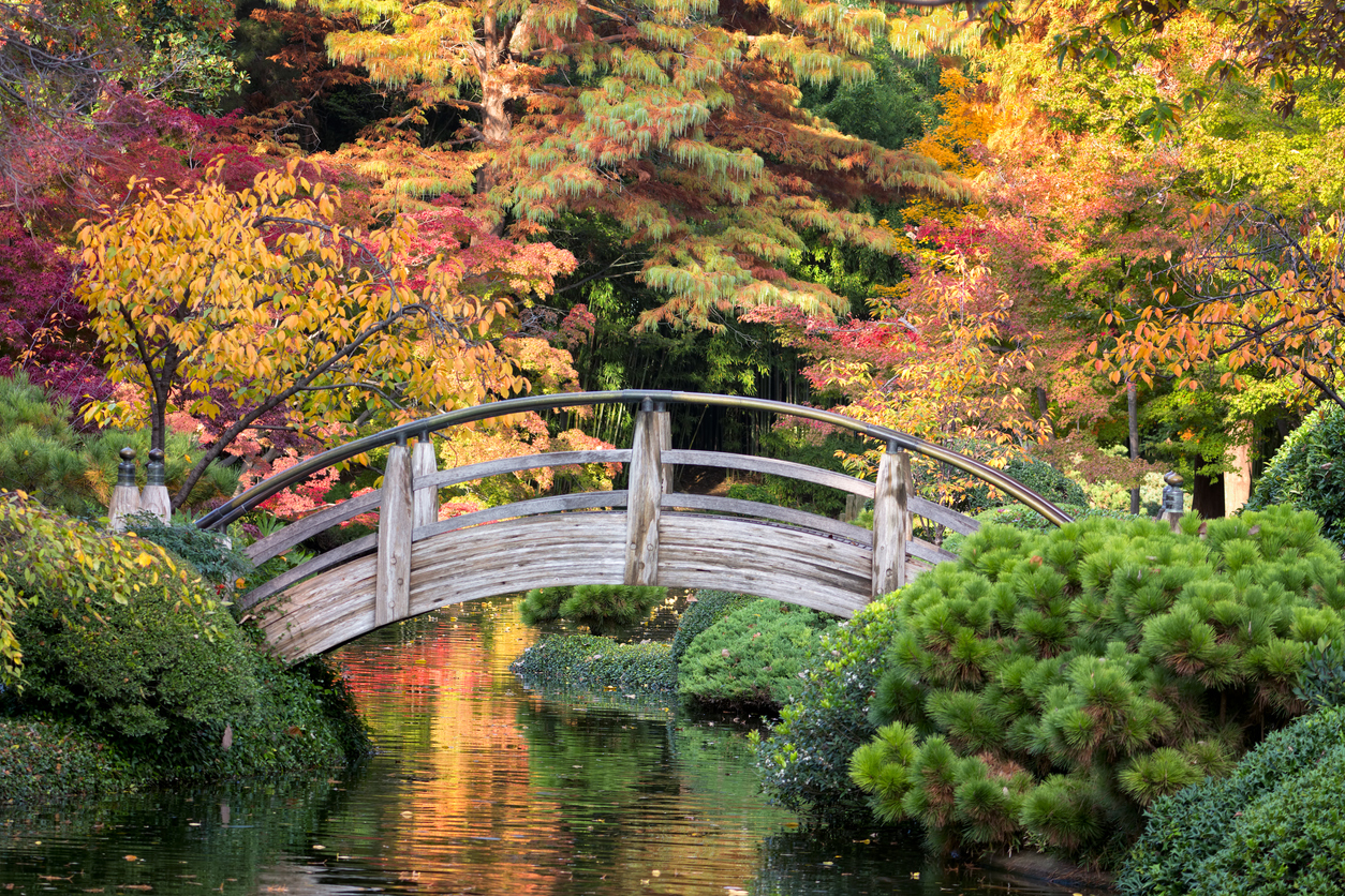Arched wooden bridge accented by Texas fall colors in Fort Worth Botanic Garden